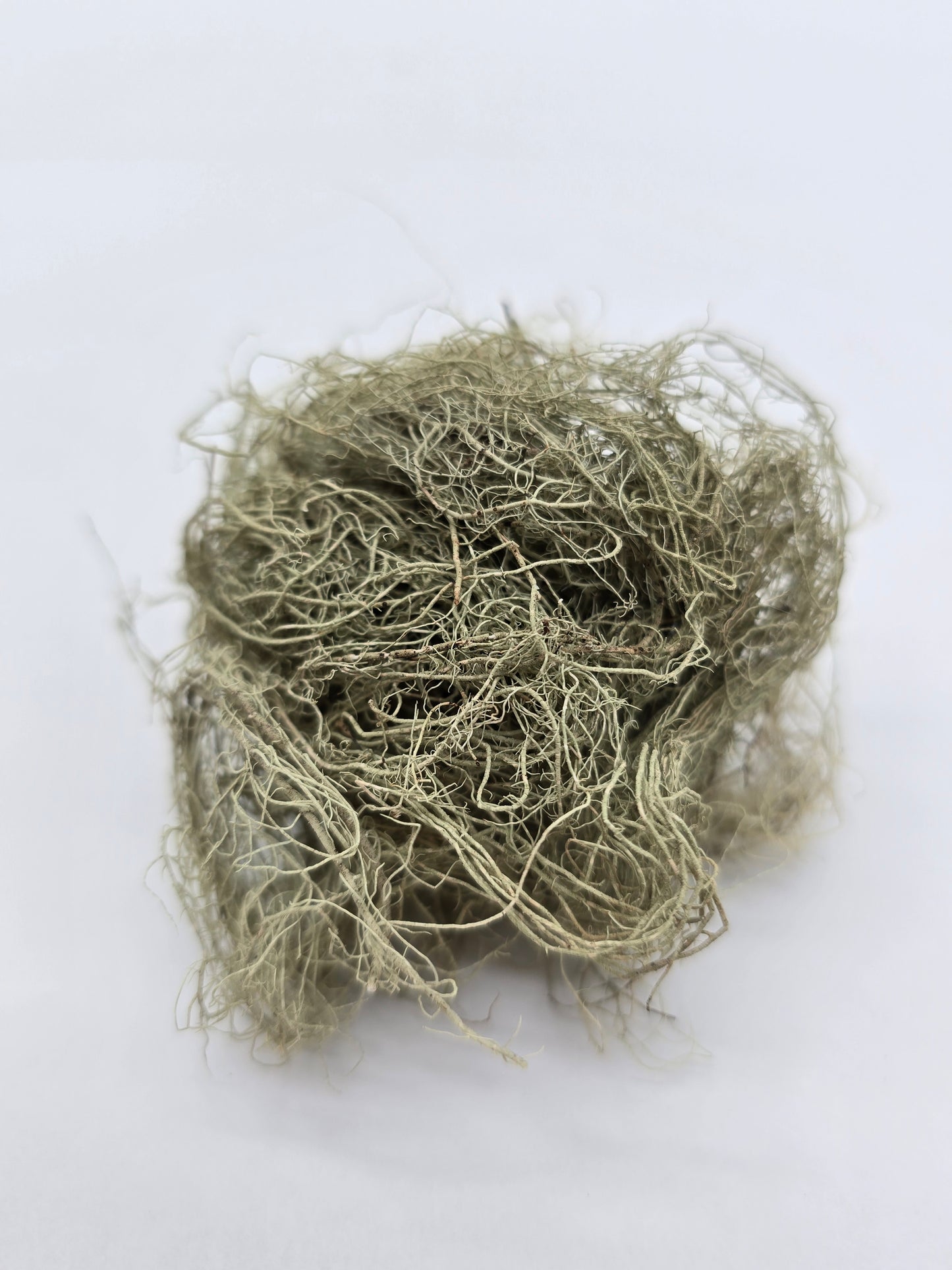 Usnea Lichen