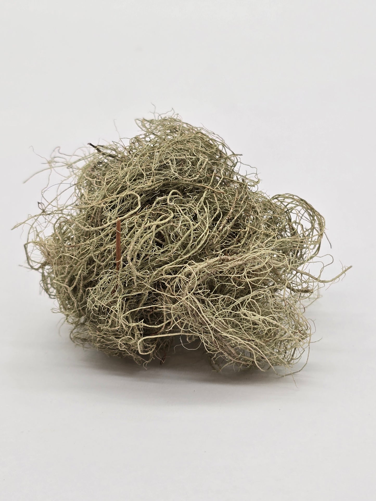 Usnea Lichen